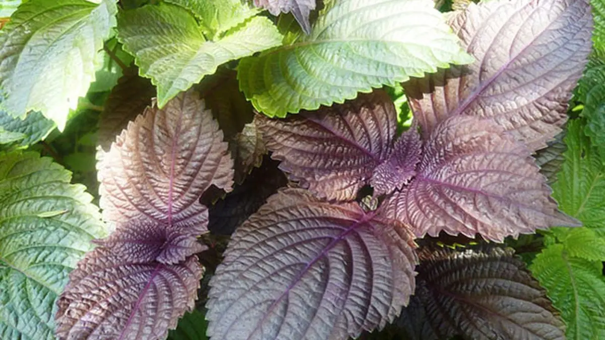 Not everyone knows about this leaf