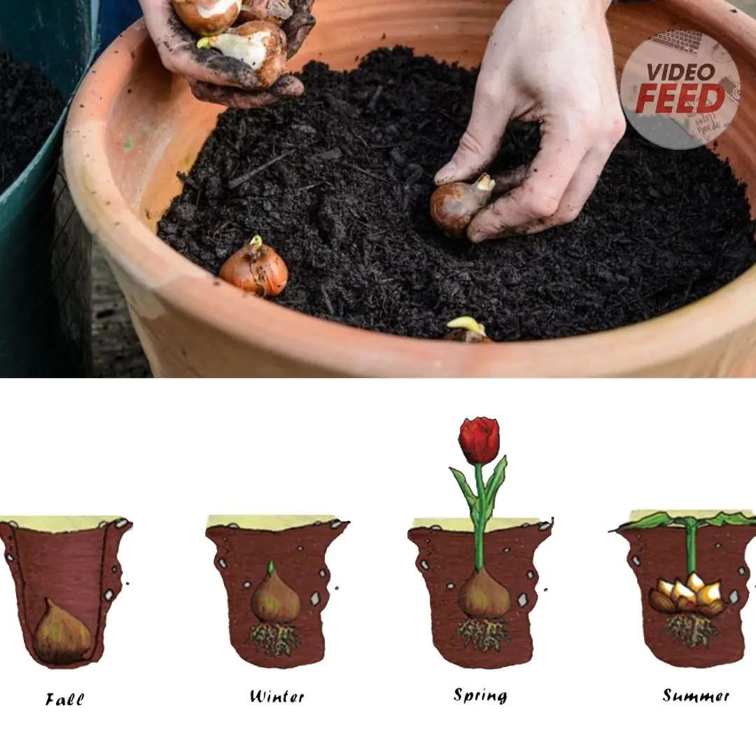 Tulip Bulb Planting Guide: All You Need To Know