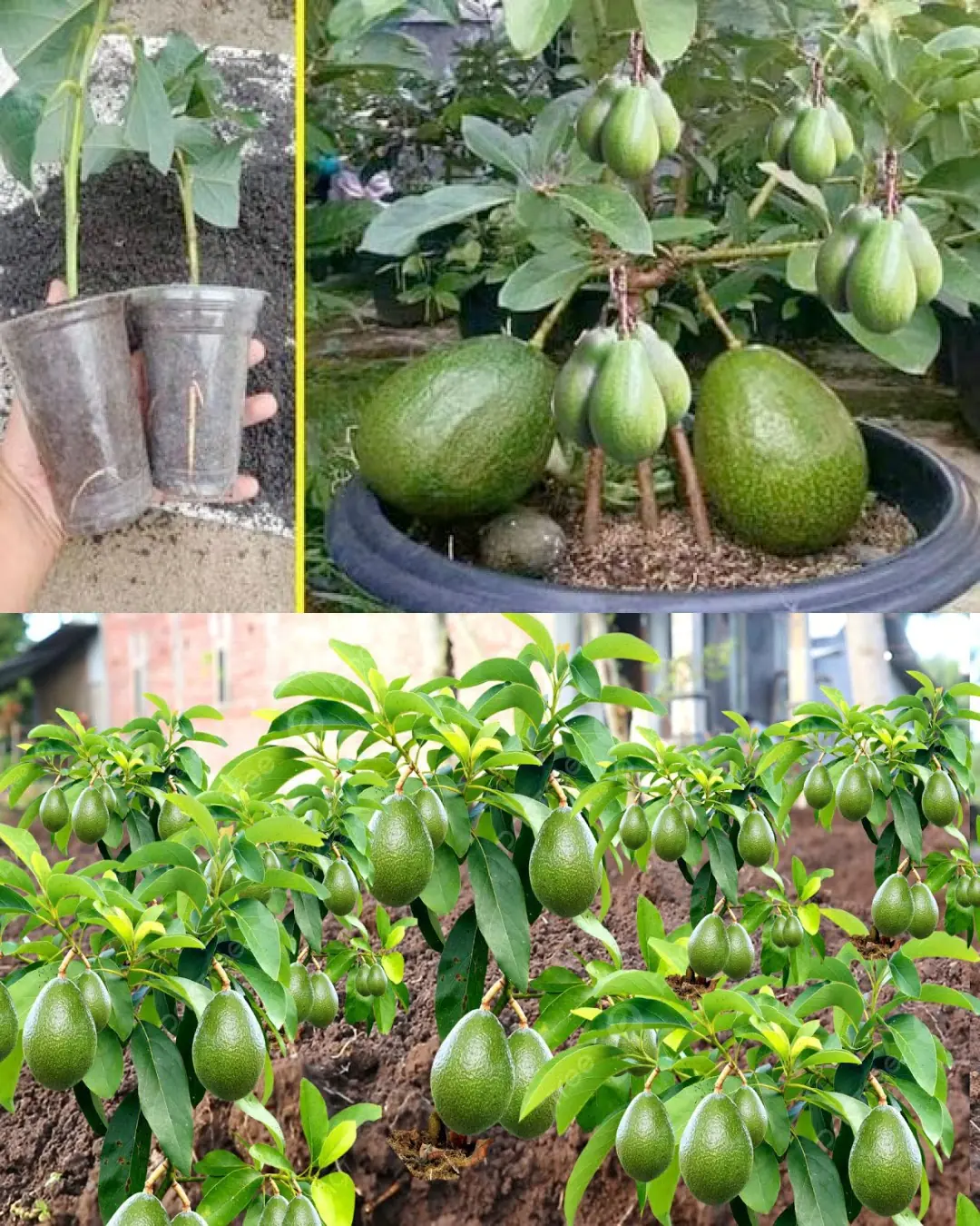 6 Simple Steps to Grow an Avocado Tree From a Pit