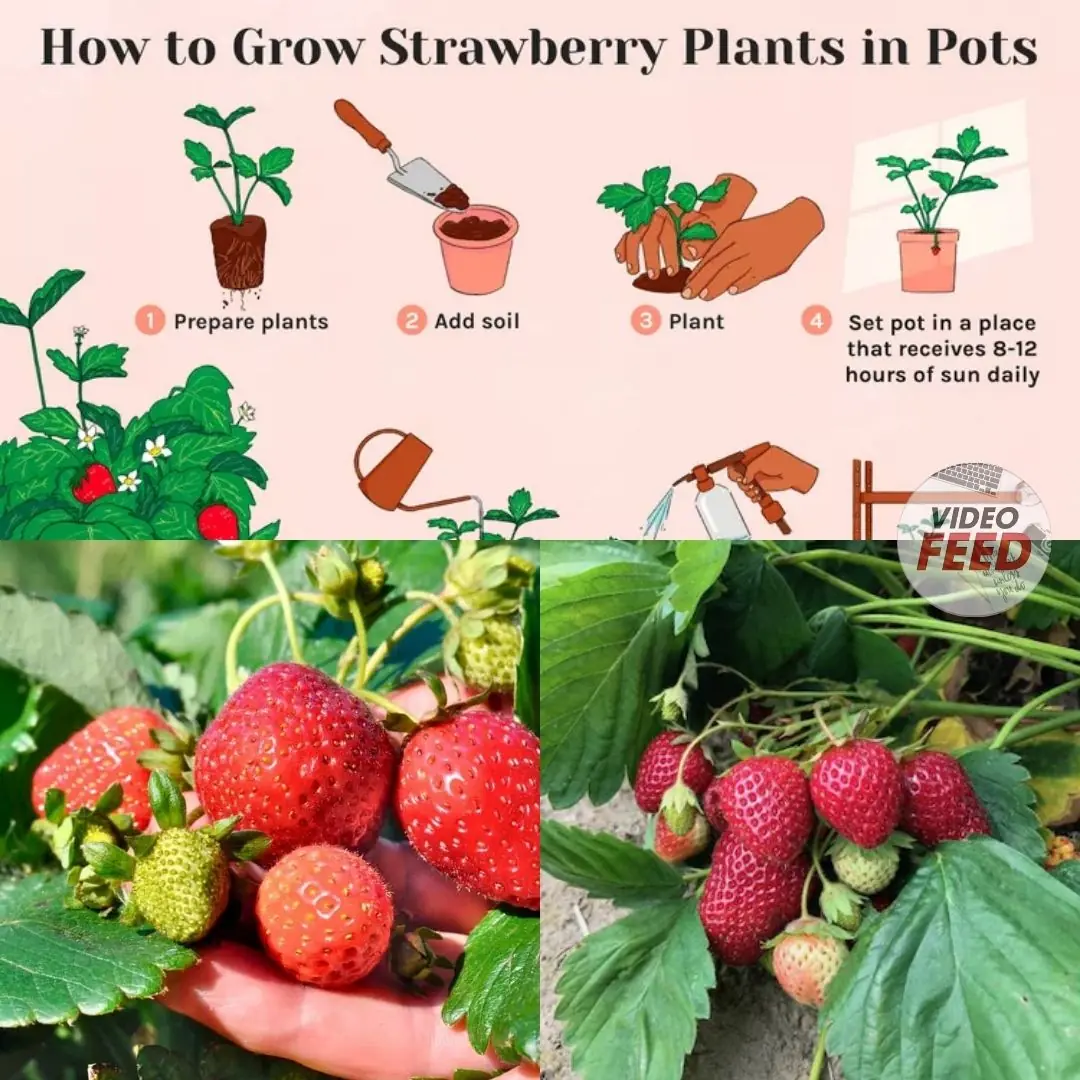 How to Grow Strawberries in Pots