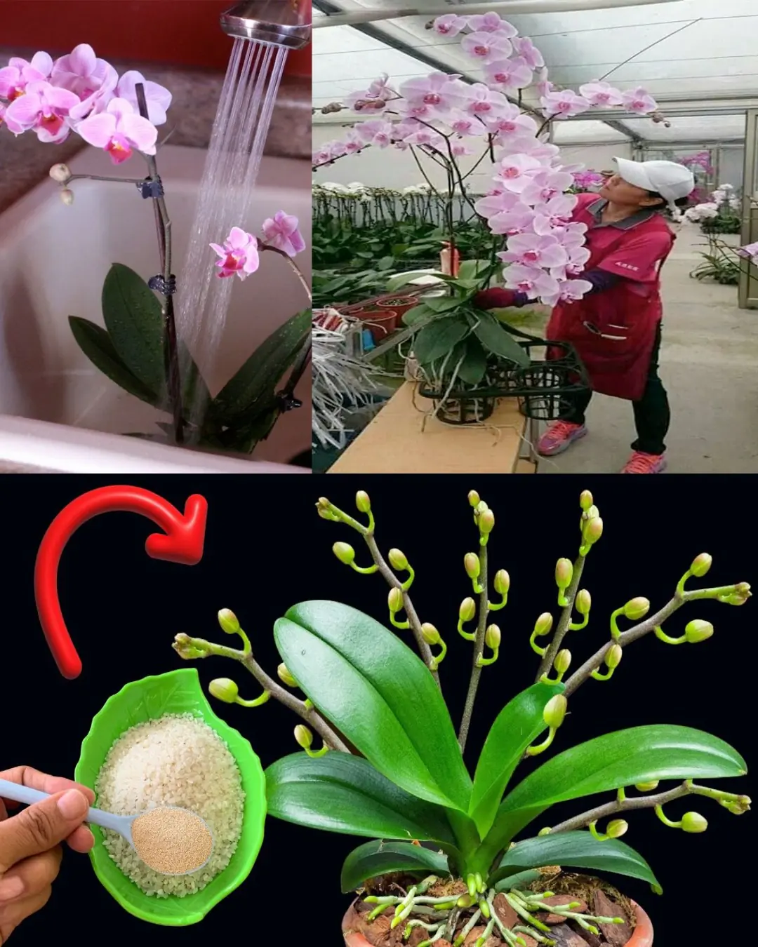 Cultivating Exquisite Orchids: Essential Tips for Healthy Plants and Beautiful Blooms