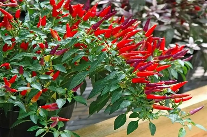 Tips for growing chili peppers in pots with lots of fruit