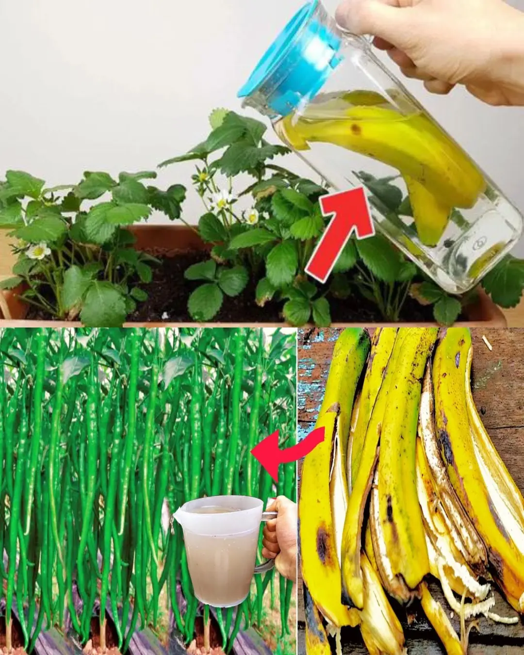 Amazing benefits of banana peels for gardening