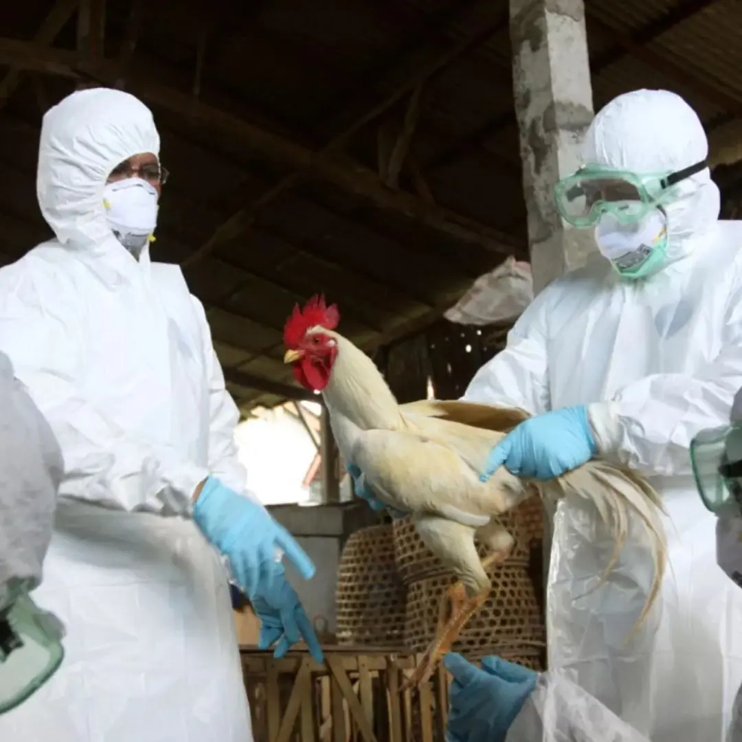 Experts Warn of Rising Bird Flu Th.r.eat: Could Avian Influenza Become the Next Pa.nd.emic?