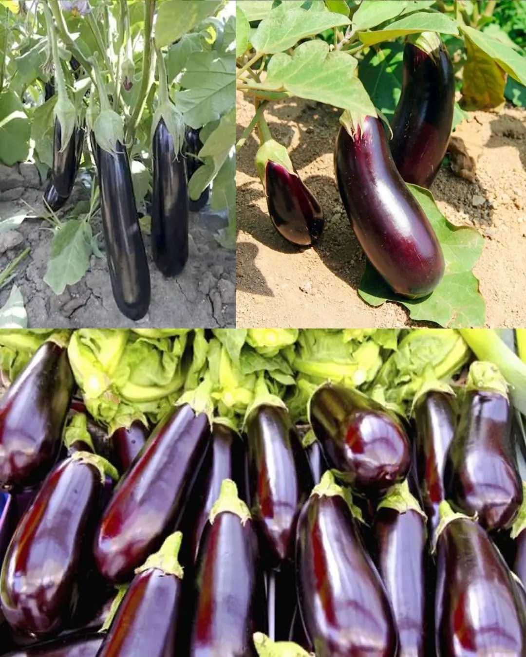 Grow Plump, Flavorful Eggplants with These Smart Growing Tips