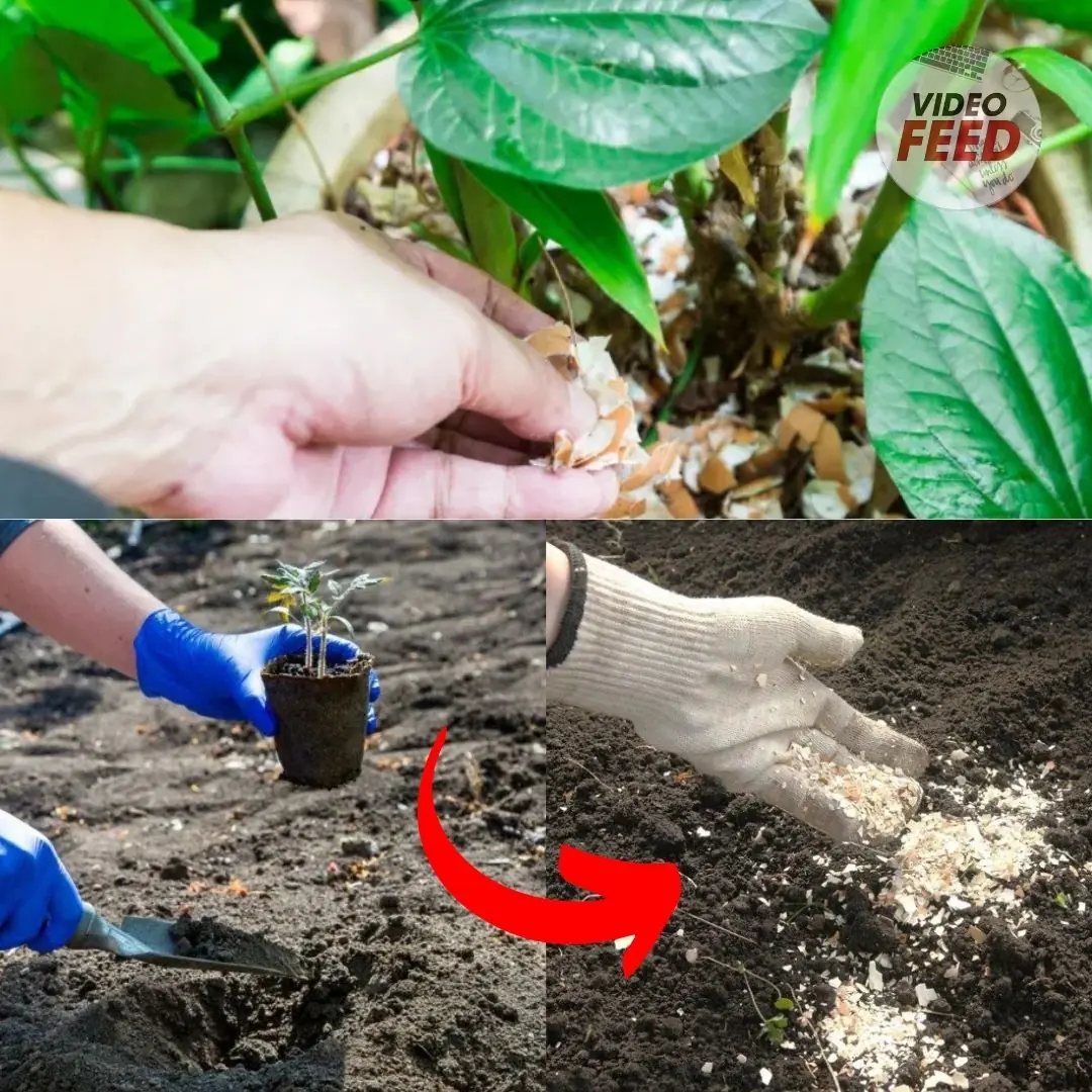 7 Brilliant Uses For Eggshells In Your Garden