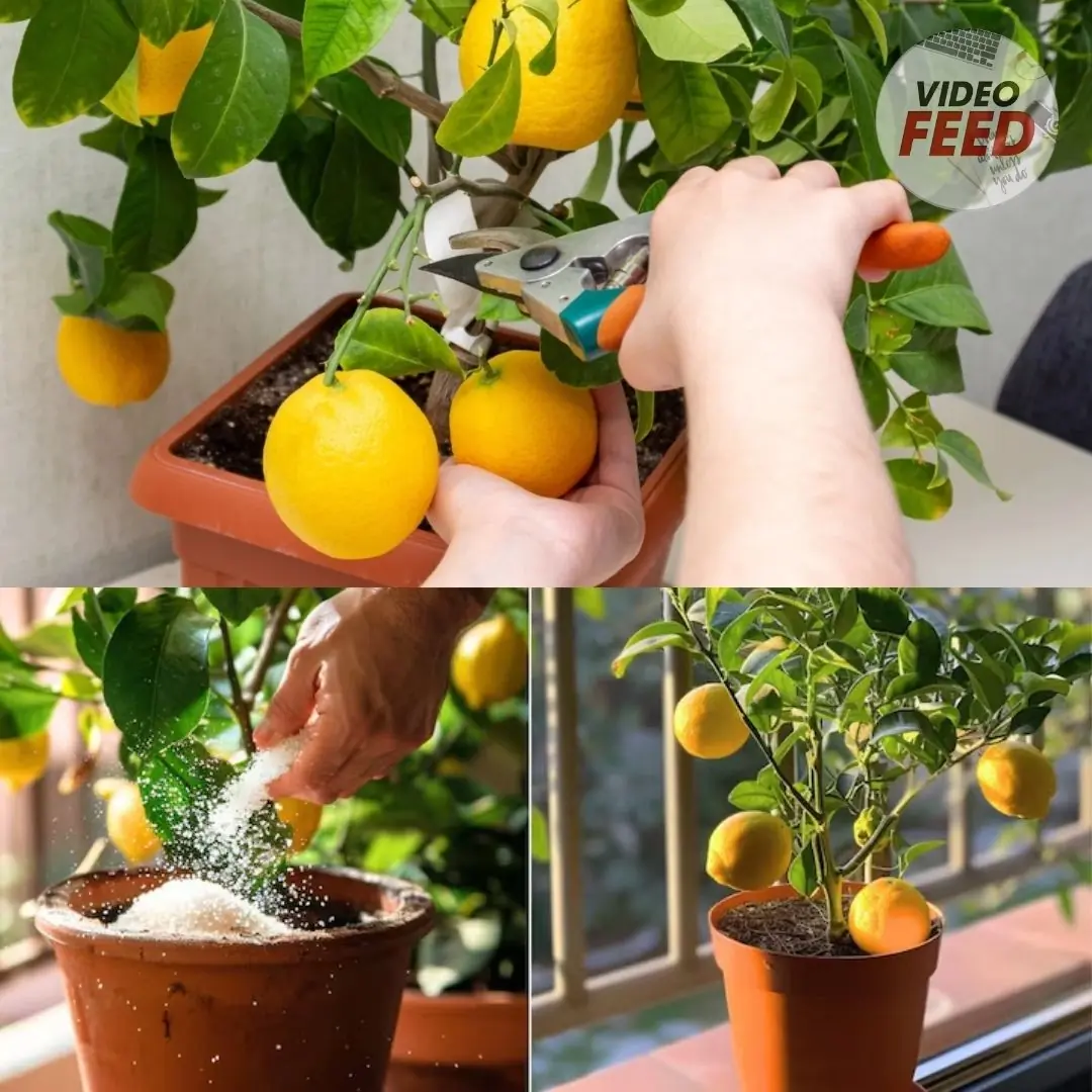 How to Grow a Lemon Tree From Seed Indoors or Outside, According to Horticulturists