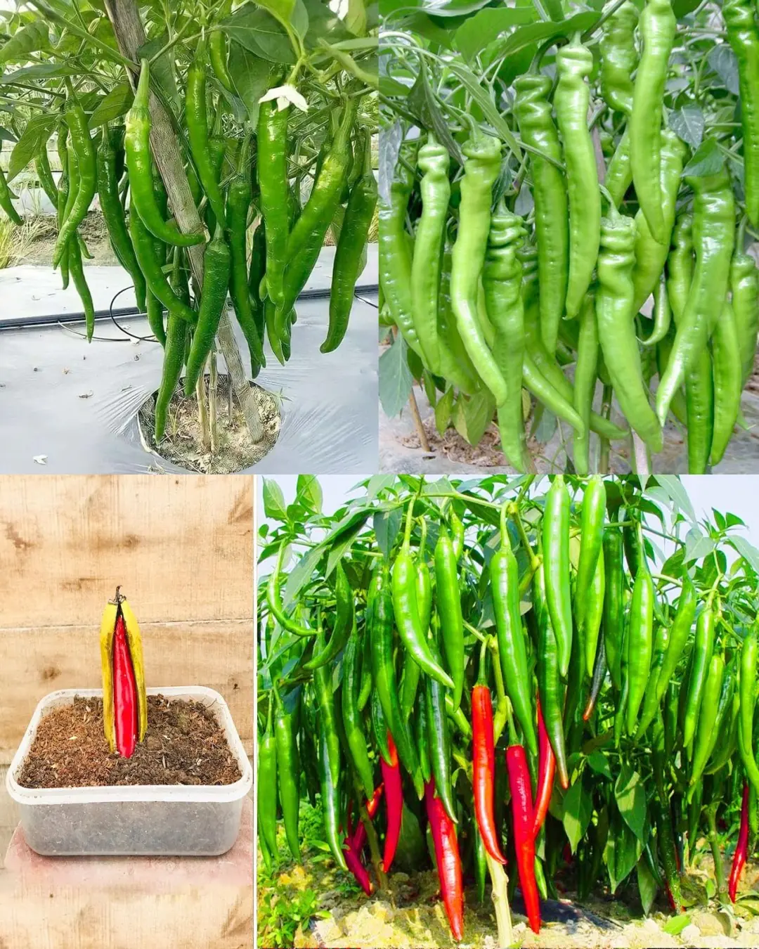 Guide to Cultivating Chillies: Locations, Timing, and Detailed Step-by-Step Process