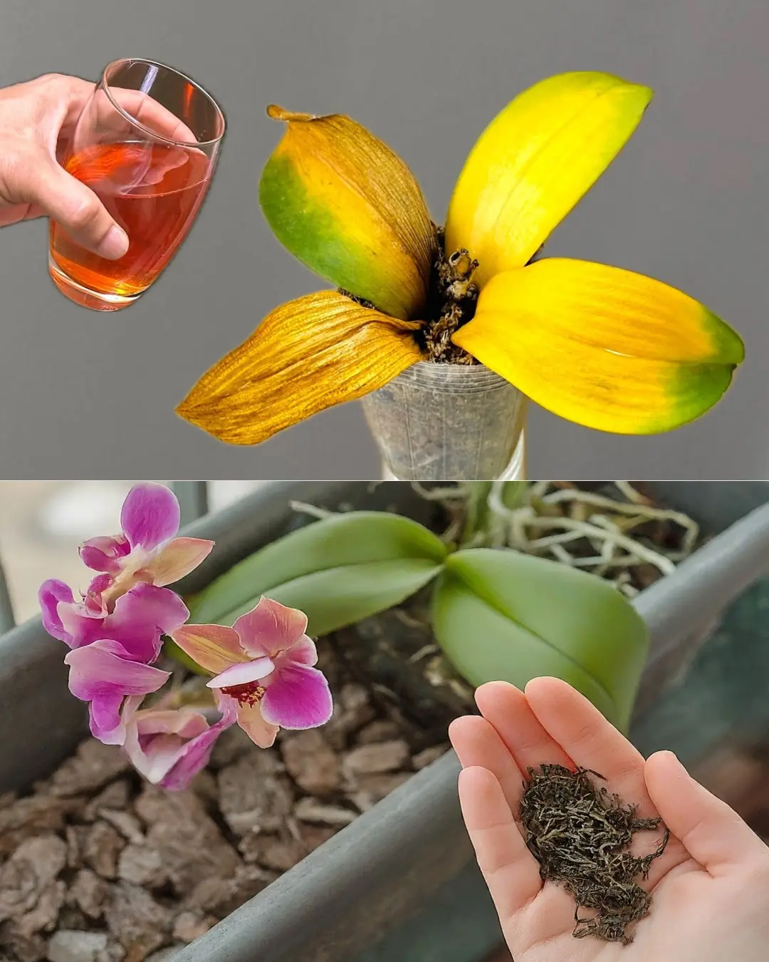Bring Orchids Back to Life with Tea – Simple Tips That Work Wonders