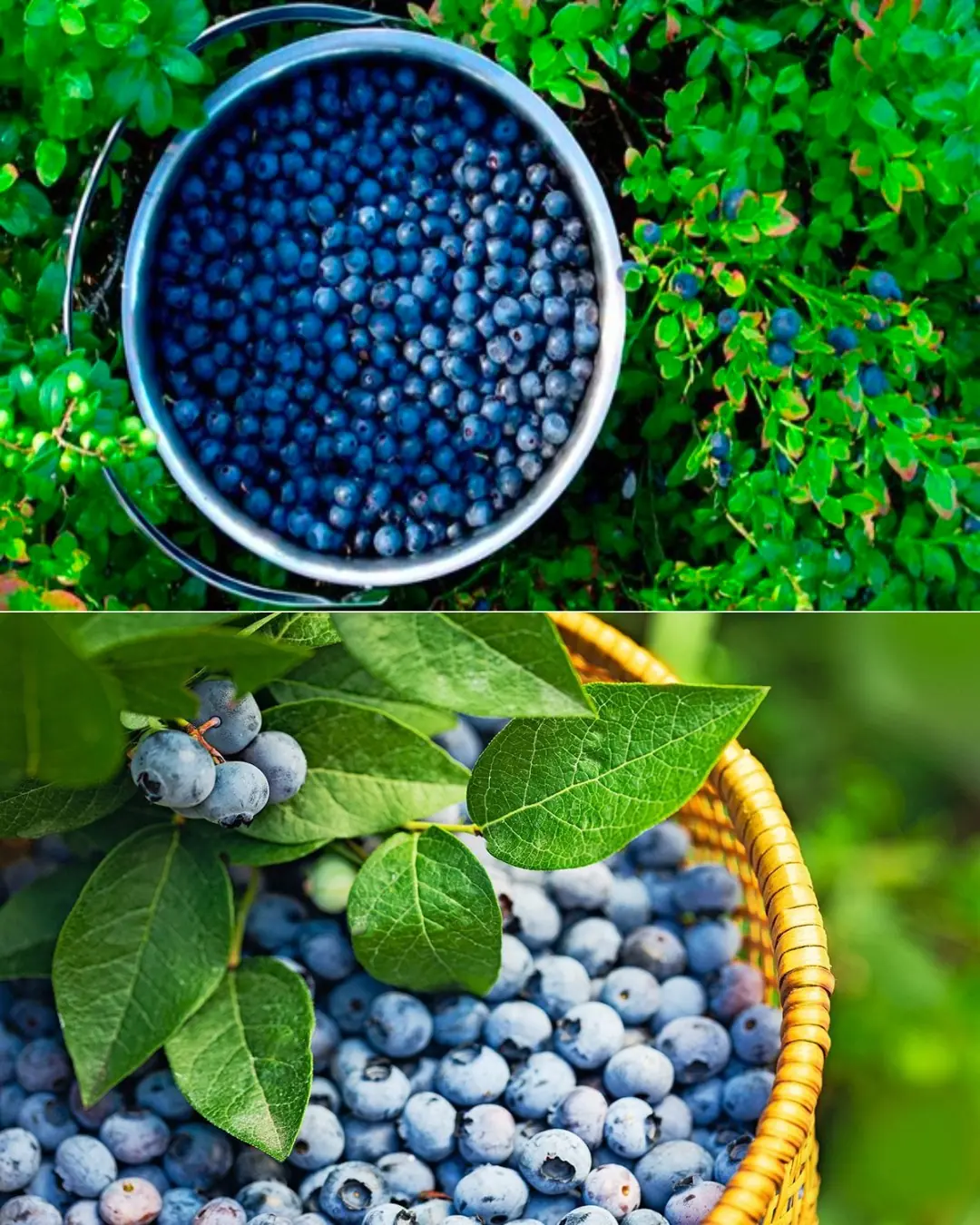 Planting Blueberries at Home: A Guide to Cultivating an Abundant Supply
