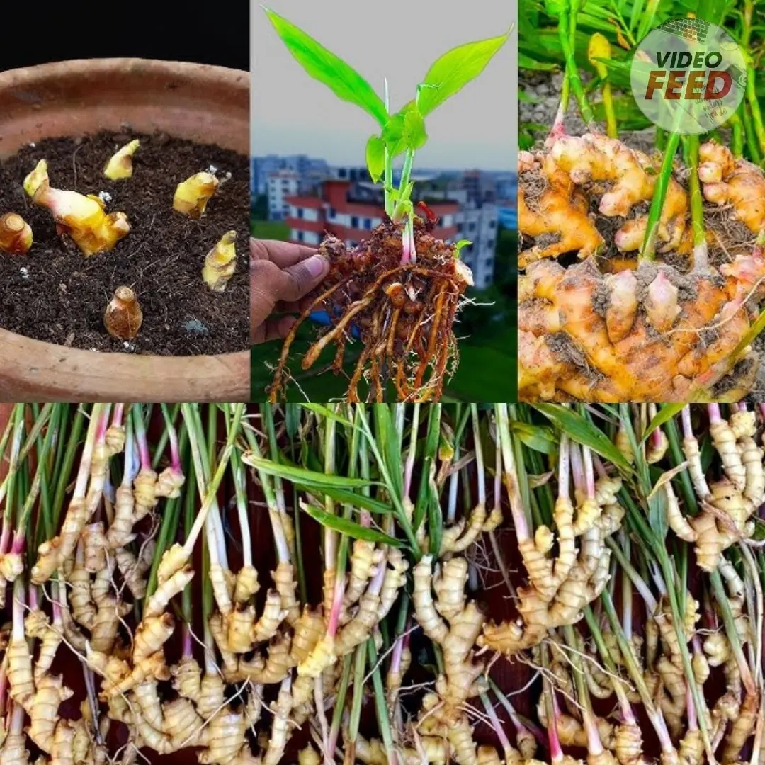 Secrets for Planting Ginger: How to Grow an Endless Supply at Home
