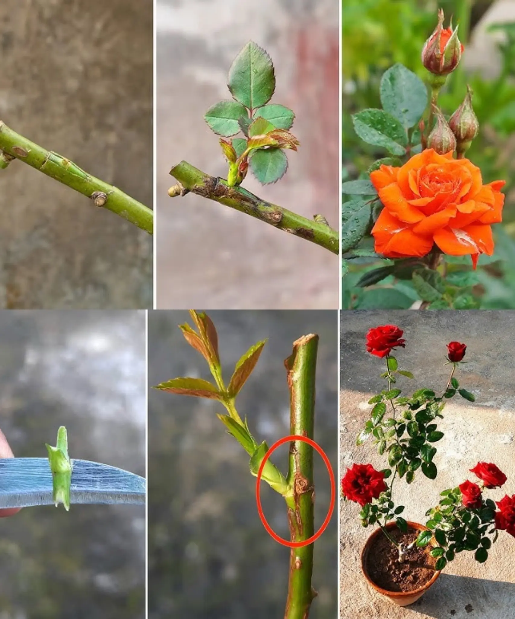How to Graft a Rose Bush of Different Colors Step-by-Step