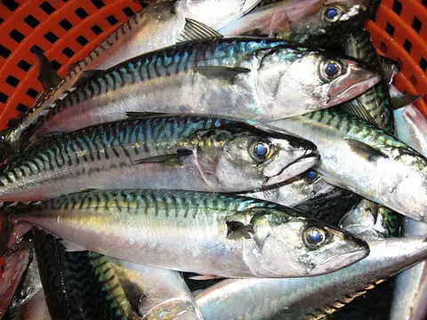 Think Salmon Is the King of Omega-3? Think Again—This Humble Supermarket Fish Takes the Crown