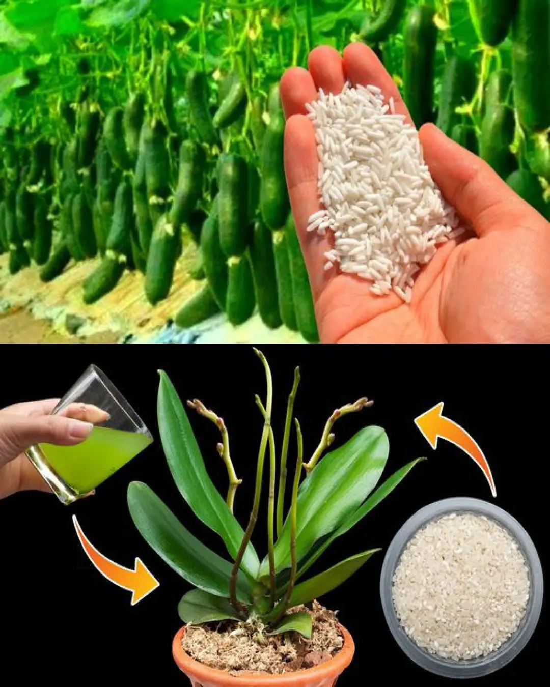 Rice Grains Unleashed: Supercharge Your Plants with Natural Strength and Vitality