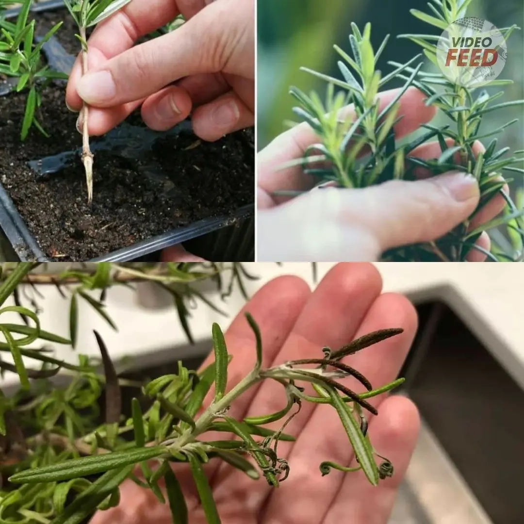 How To Grow Rosemary From Seed Or Cuttings – Everything You Need To Know
