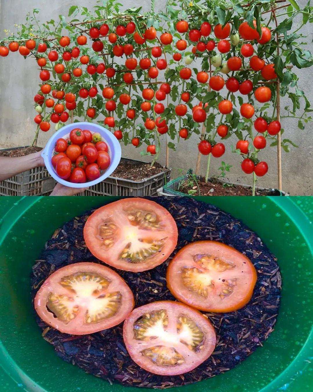 Growing Tomato Plant From Tomato Slice Time Lapse