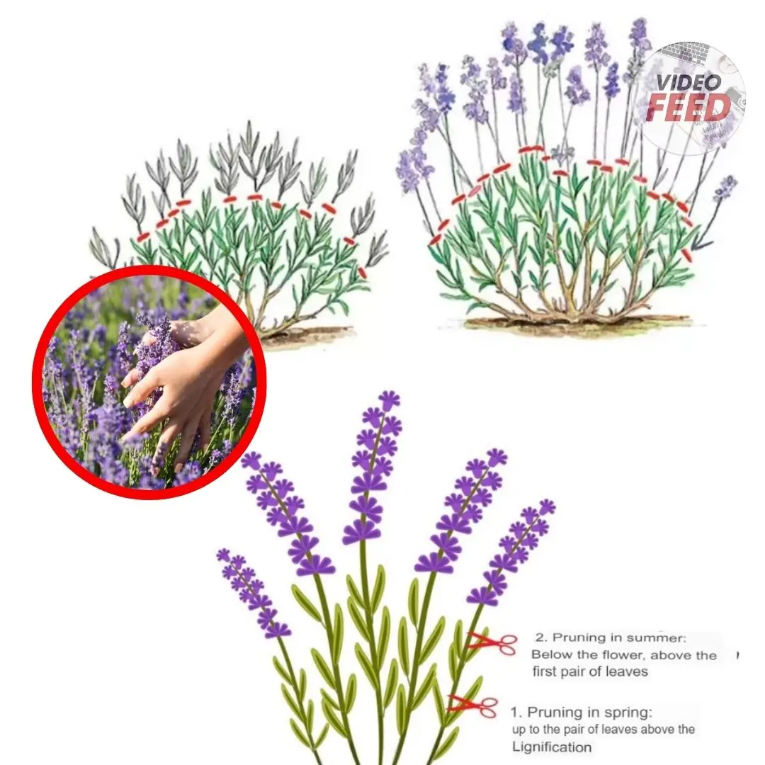 Trimming Lavender: Tips & Tricks from the Expert