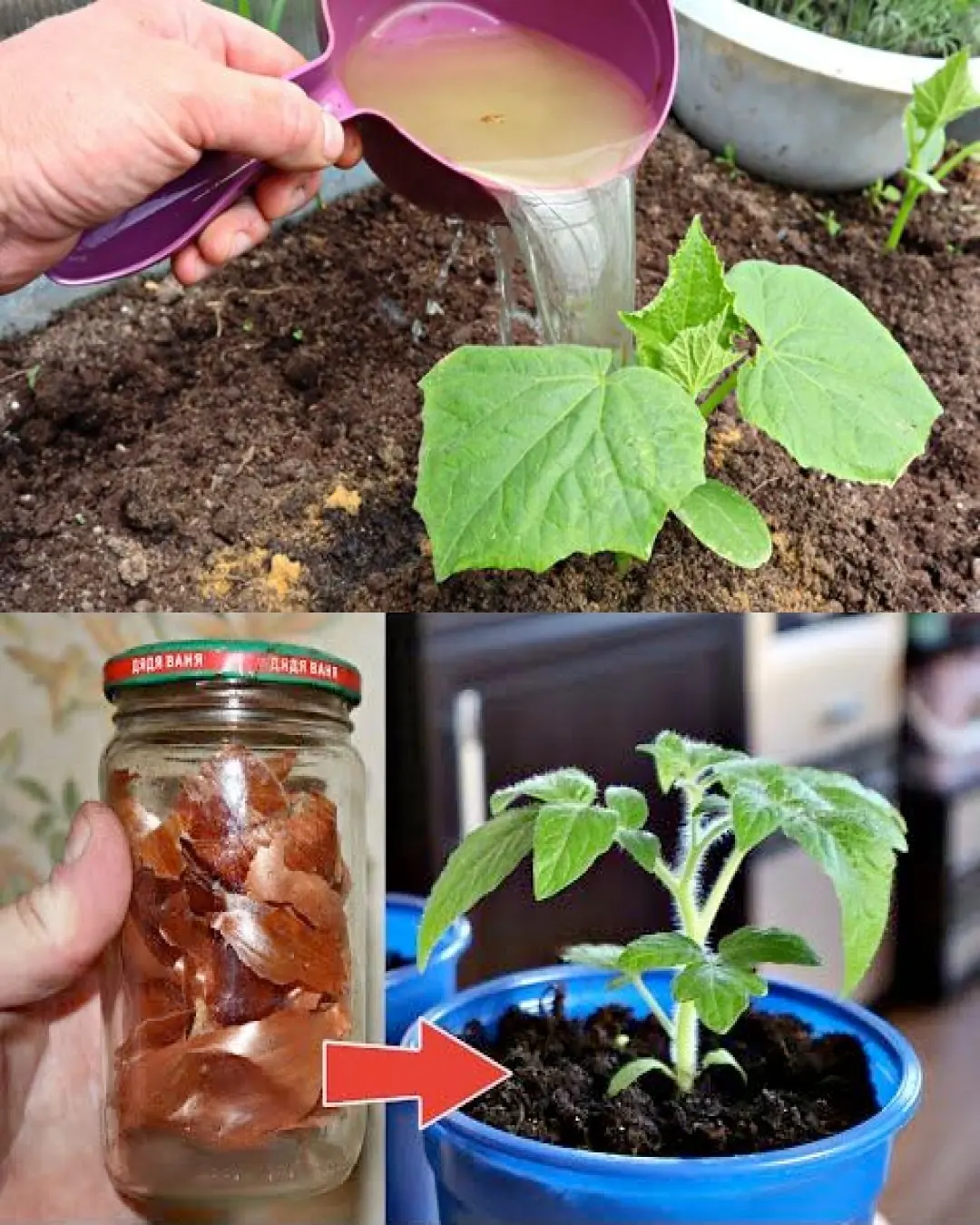 Boost Your Tomato Growth with Onion Peels: Nature’s Secret Fertilizer!