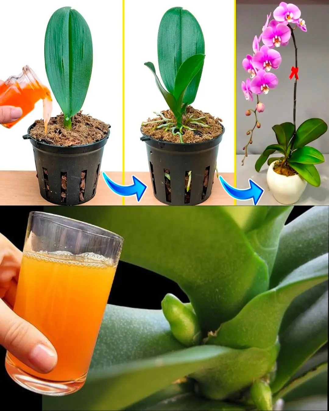 Unlock the Power of Carrot Juice: A Natural Boost for Thriving Plants