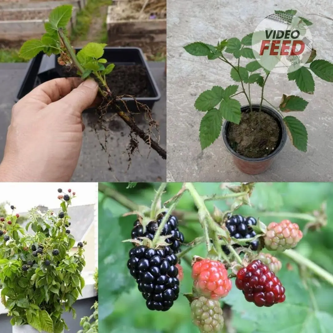 How to Grow Blackberries at Home in Pots