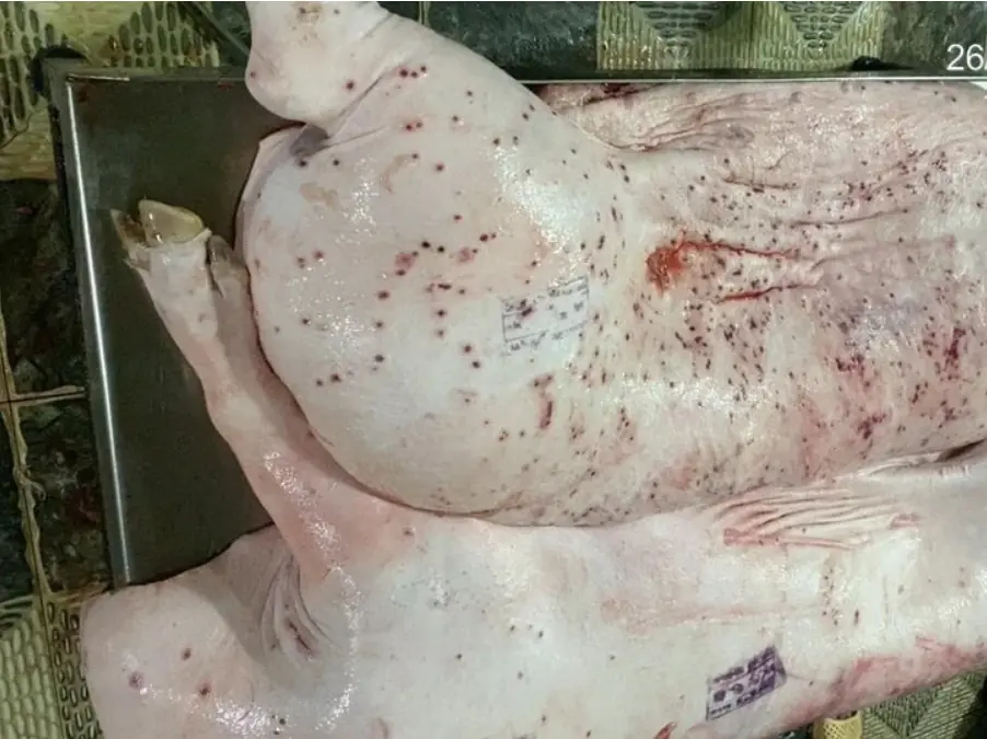 Sick pork can be used as fish feed, just "cook it and it's done": What do experts say?