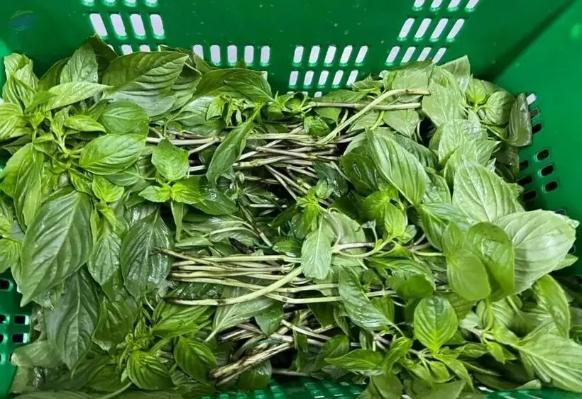 "King of herbs" is good for the heart and breaks down kidney stones