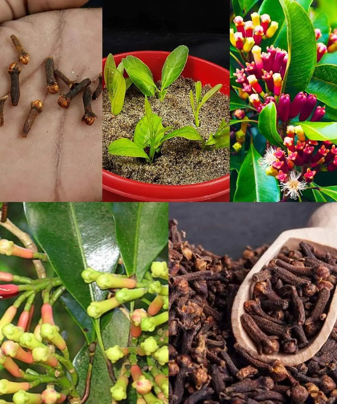 Easy Growing Clove: From Seed to Spice