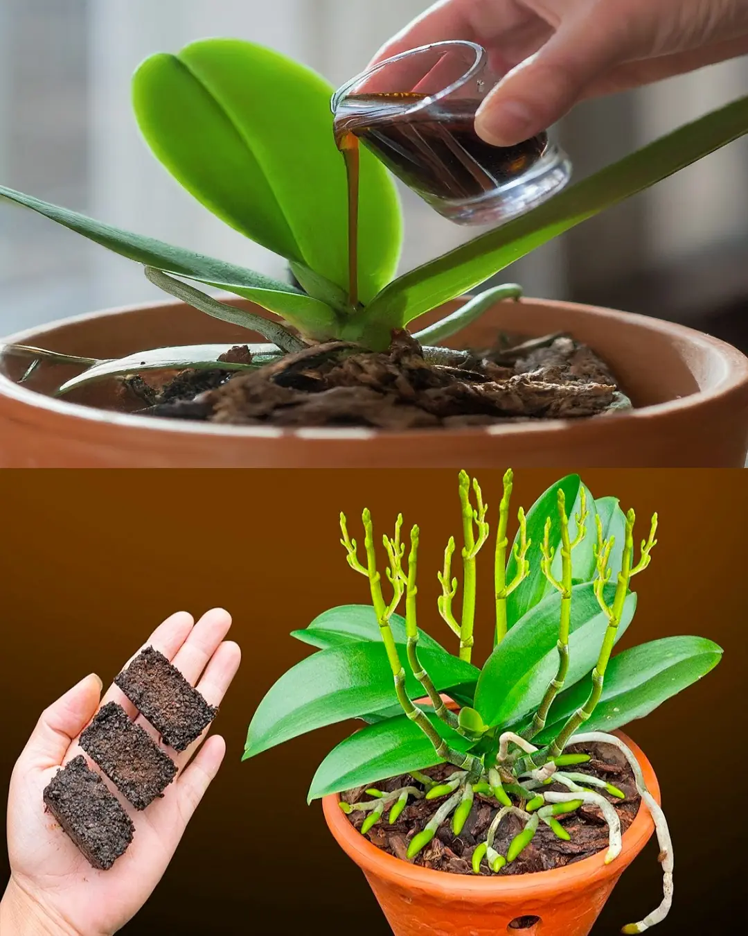 Coffee Magic: A Simple Trick to Help Orchids Bloom Repeatedly