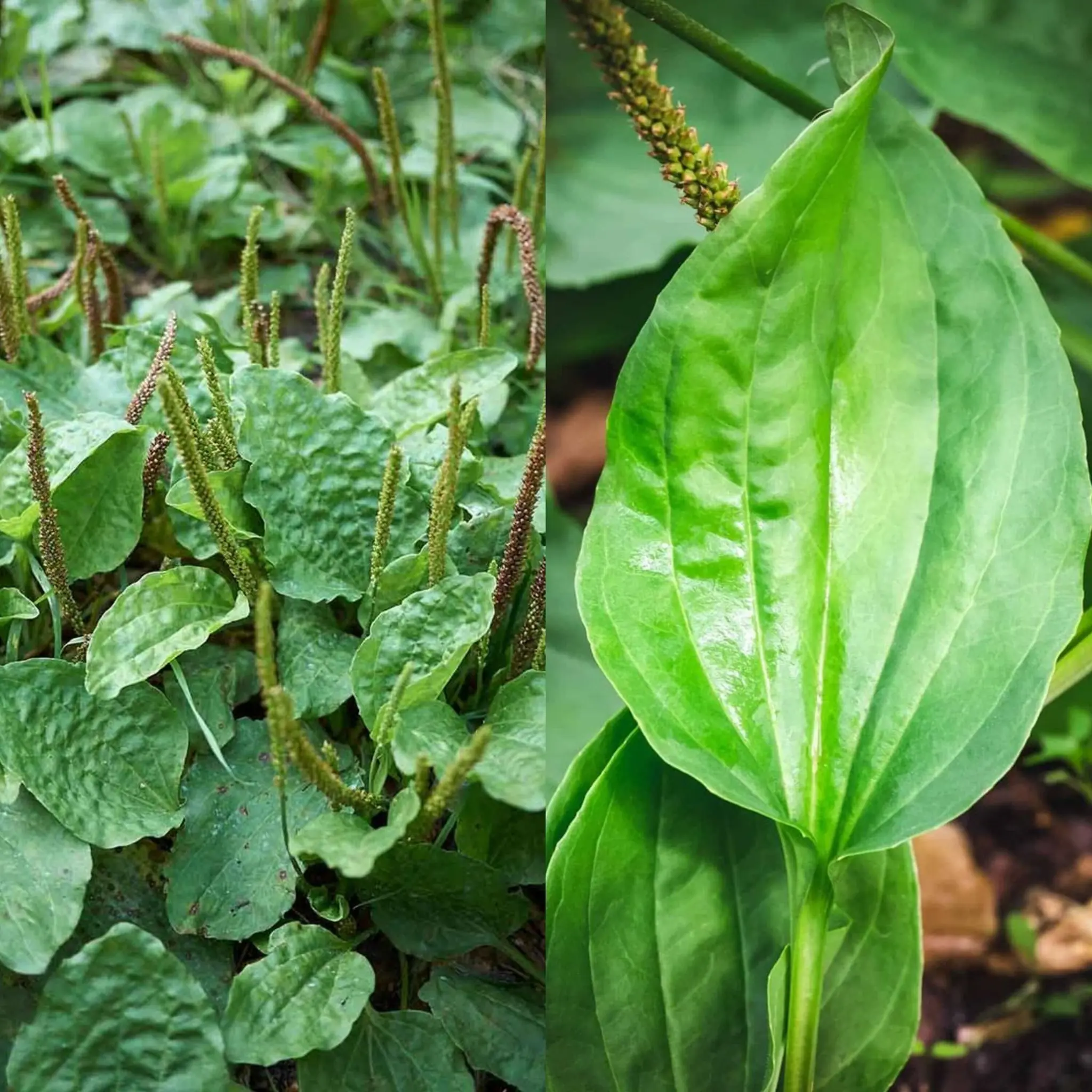 Meet the Miracle Plantain!