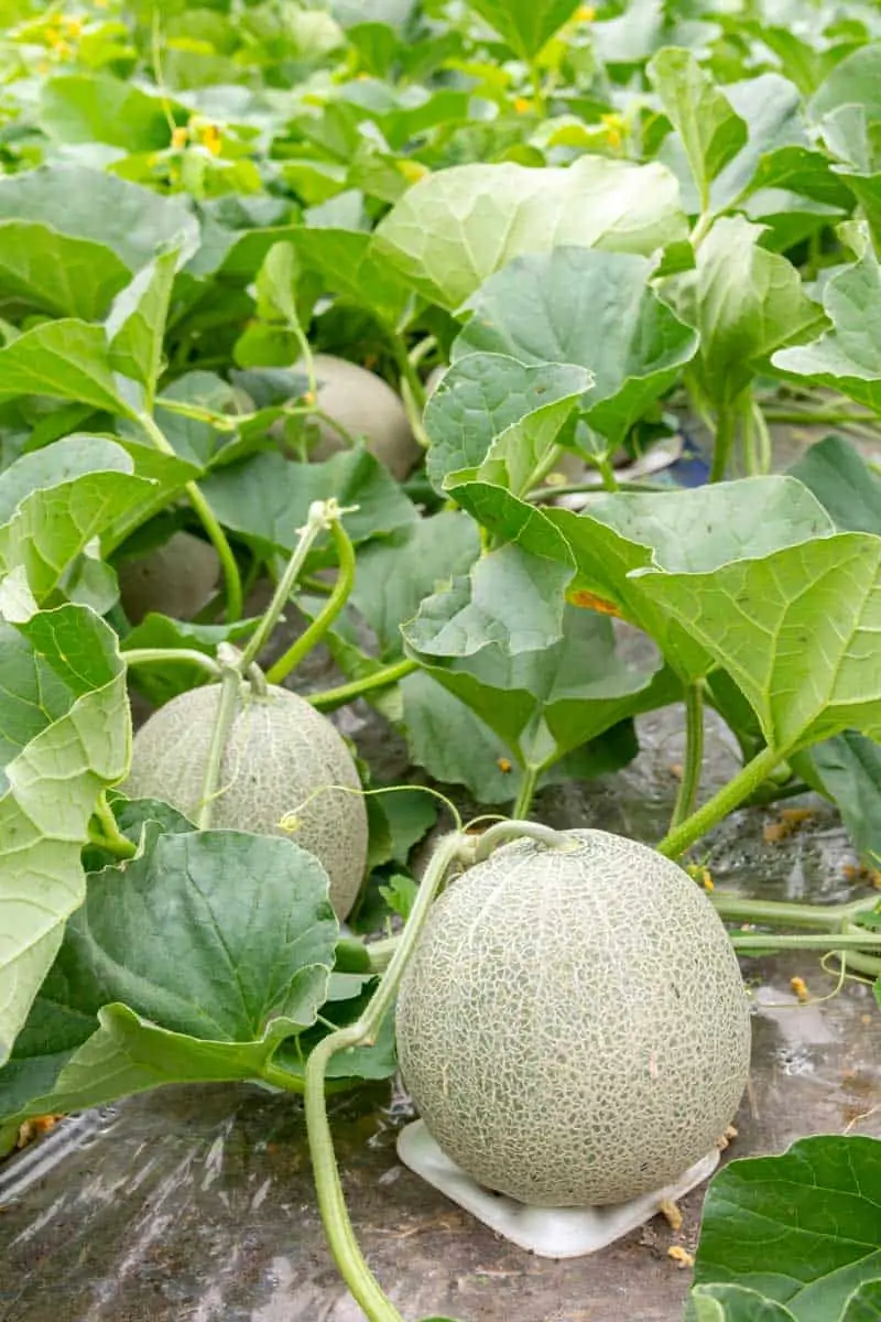 Guide to Cultivating Cantaloupe in Your Garden