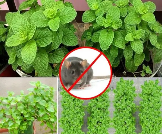 Plants that effectively repel mice