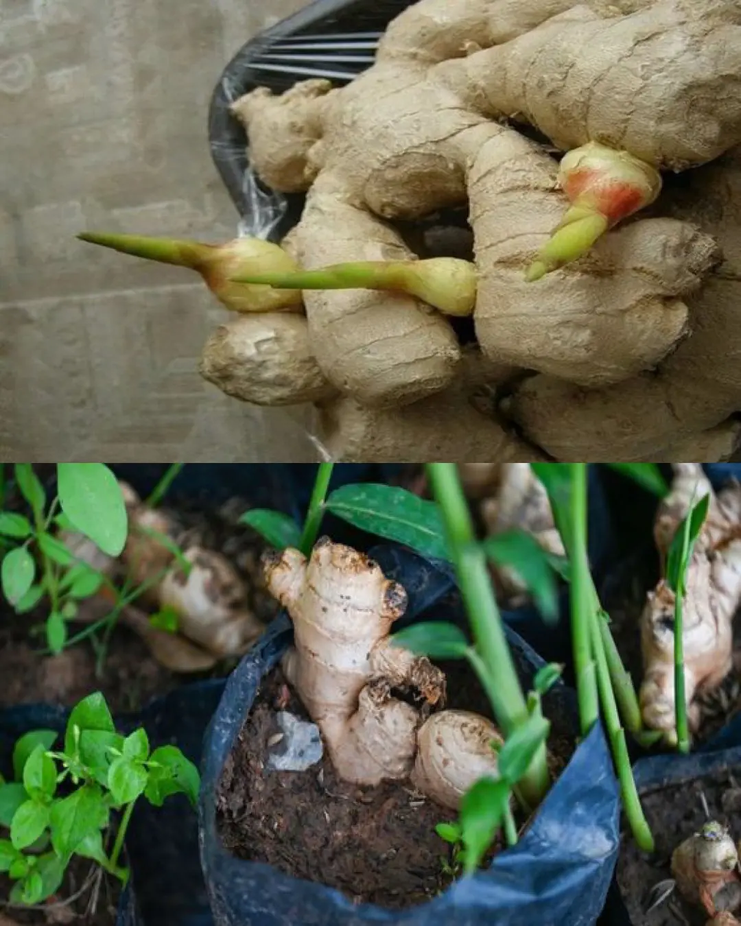 How To Plant Store-Bought Ginger & Grow Your Own Endless Supply