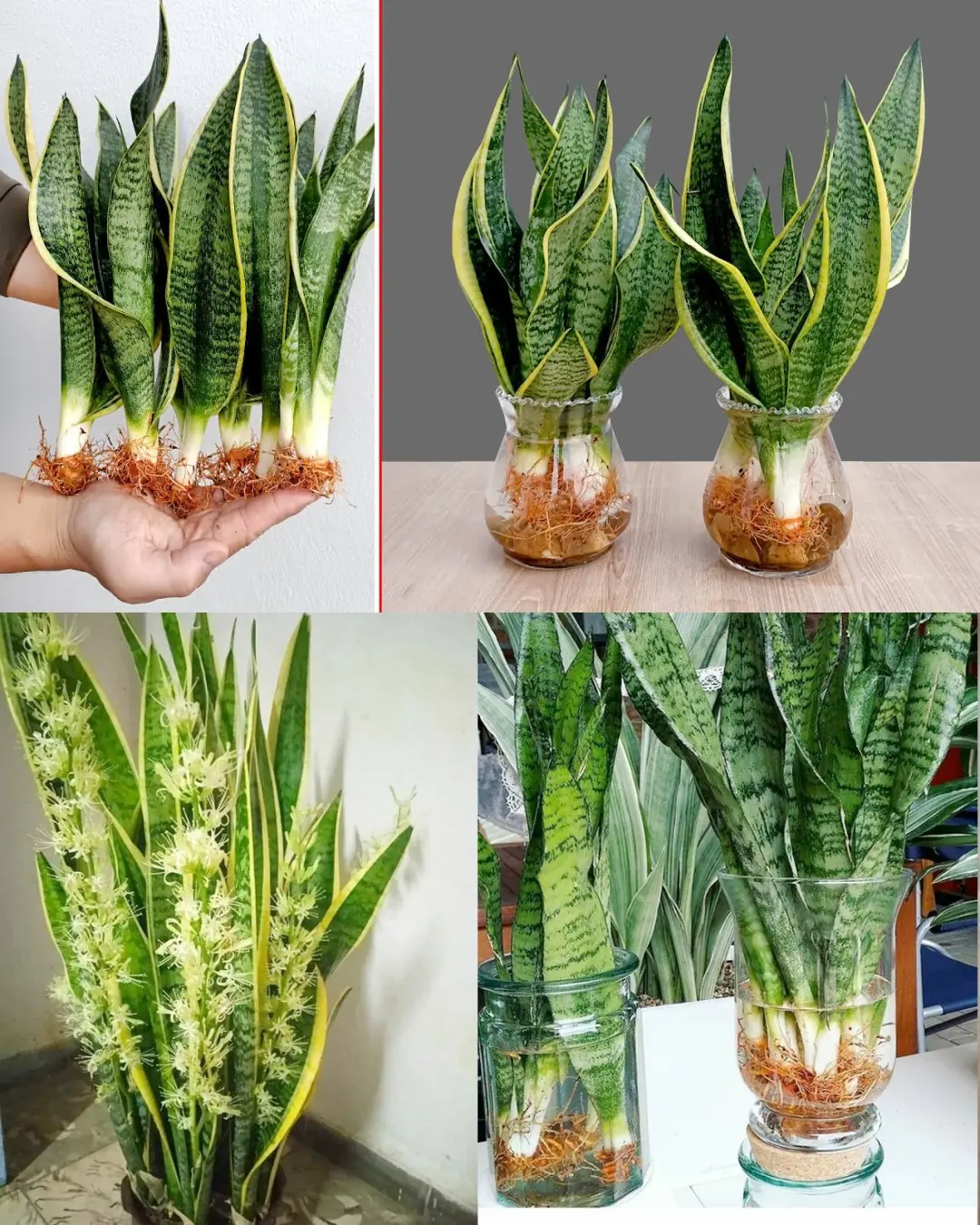 How to Multiply Your Sansevieria Quickly: From One Plant to a Thriving Collection
