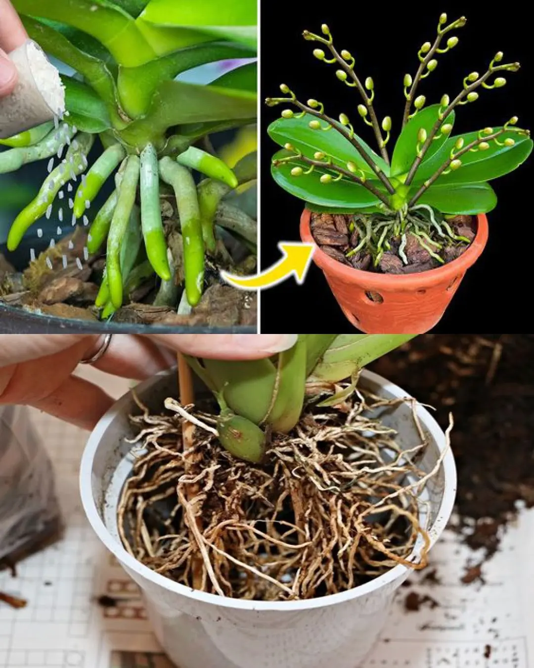 Deciphering Orchid Roots: Reasons They Extend Beyond Pots and Recommended Actions