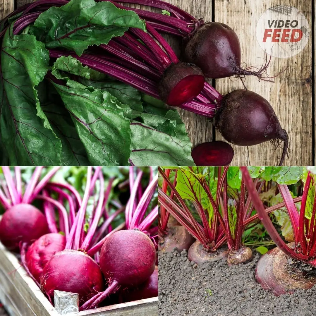 How to Grow Beets This Fall for a Hearty Autumn Harvest