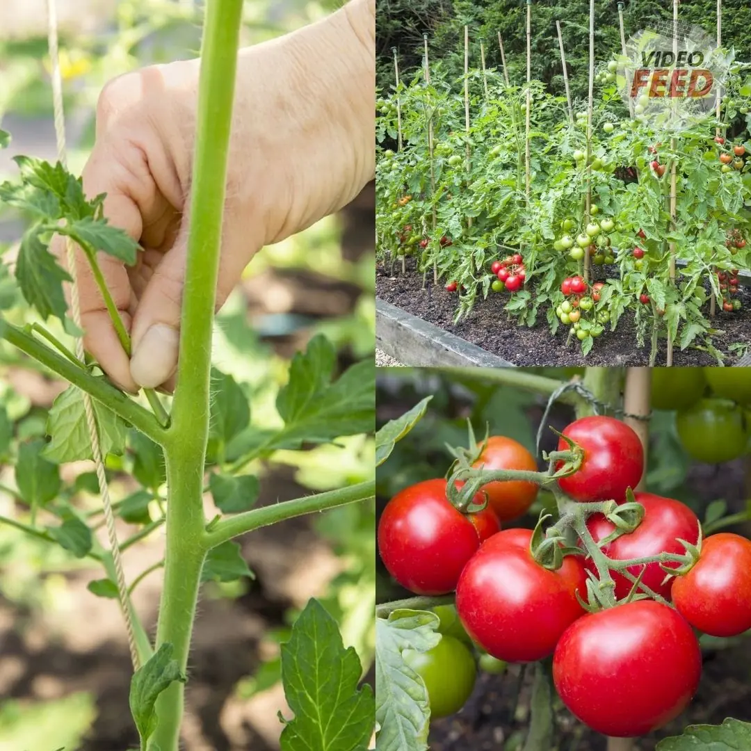 The 8 Biggest Tomato Growing Mistakes, According to Experts