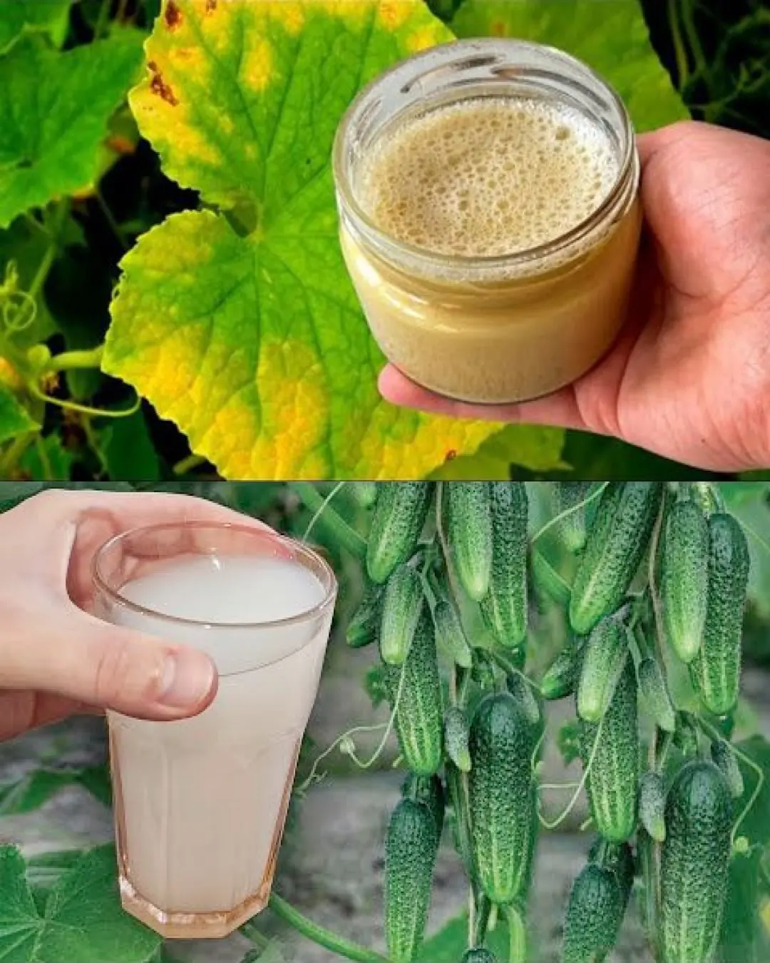 The Power of Yeast: A Natural Booster for Growing Tomatoes, Peppers, and Cucumbers