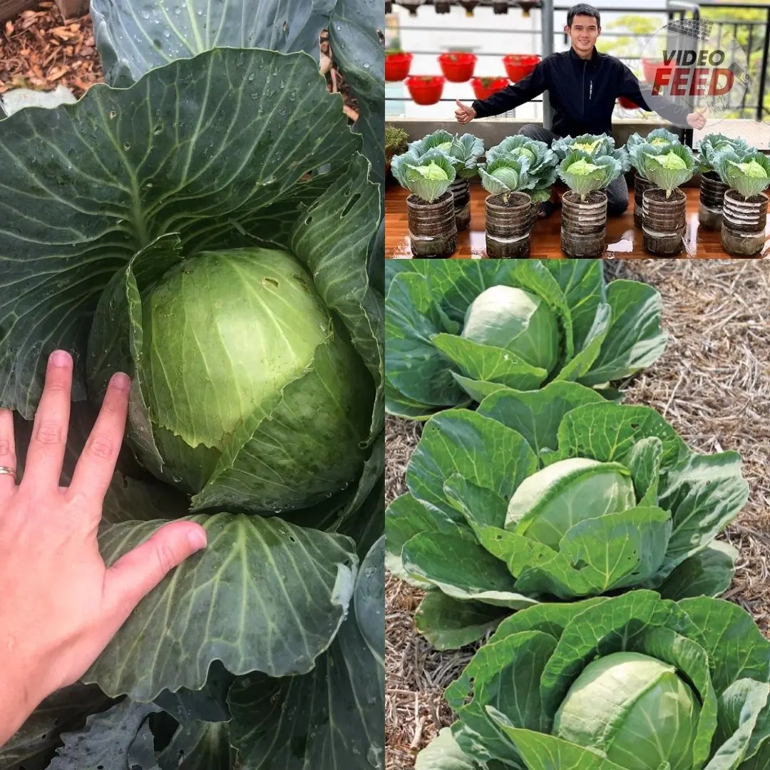 How to Grow Cabbage: 10 Tips for a Successful Harvest