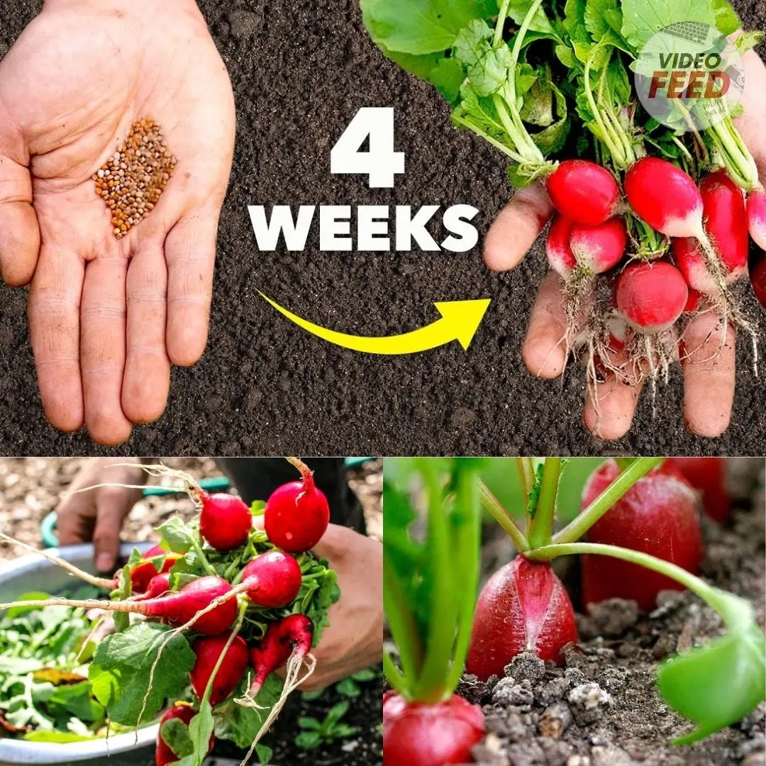 6 Easy Steps to Plant Radish Seeds in an Organic Kitchen Garden