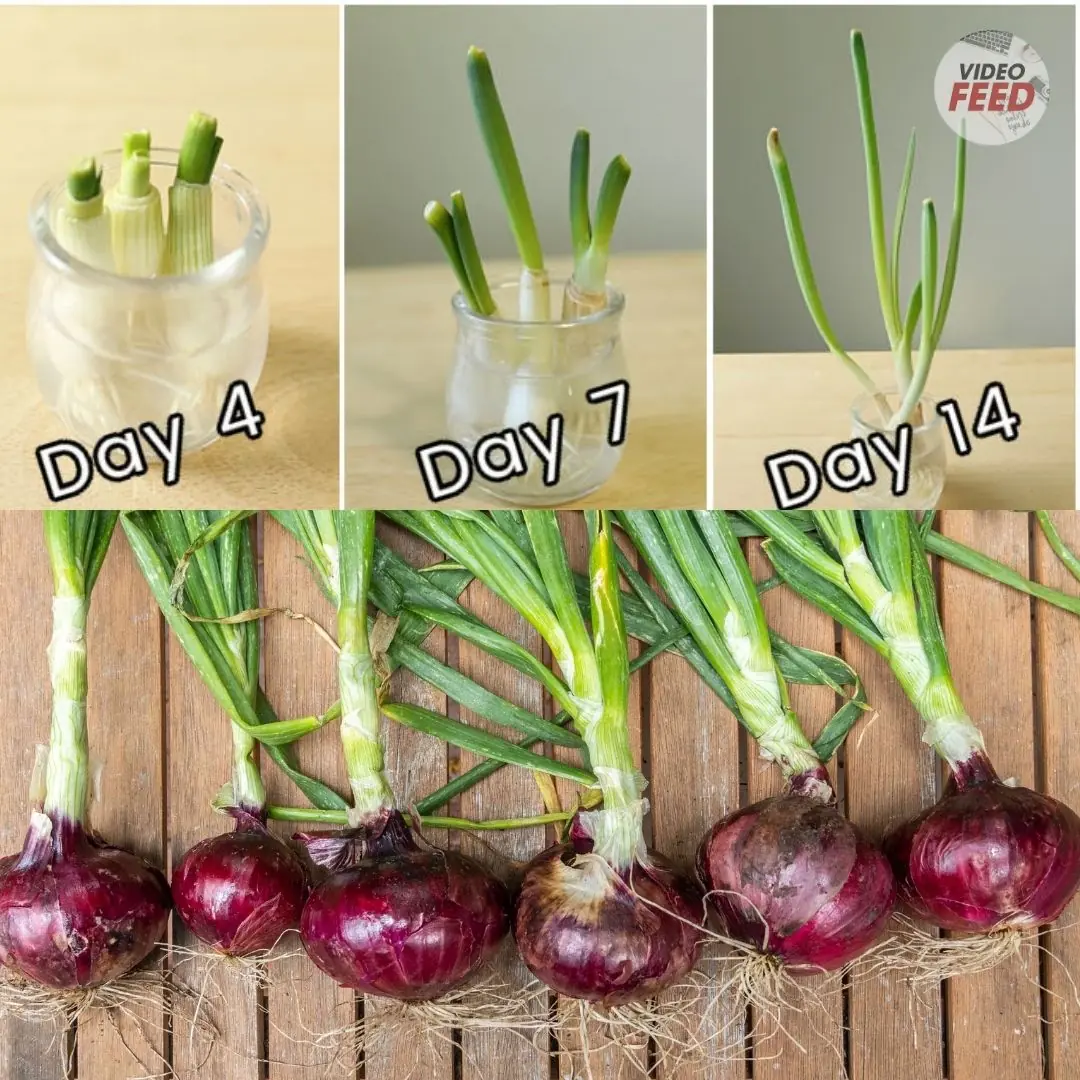 How to Grow and Care for Red Onions in the Garden