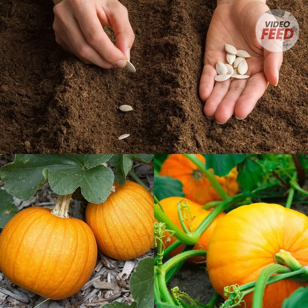How to Grow Pumpkins in Your Home Garden