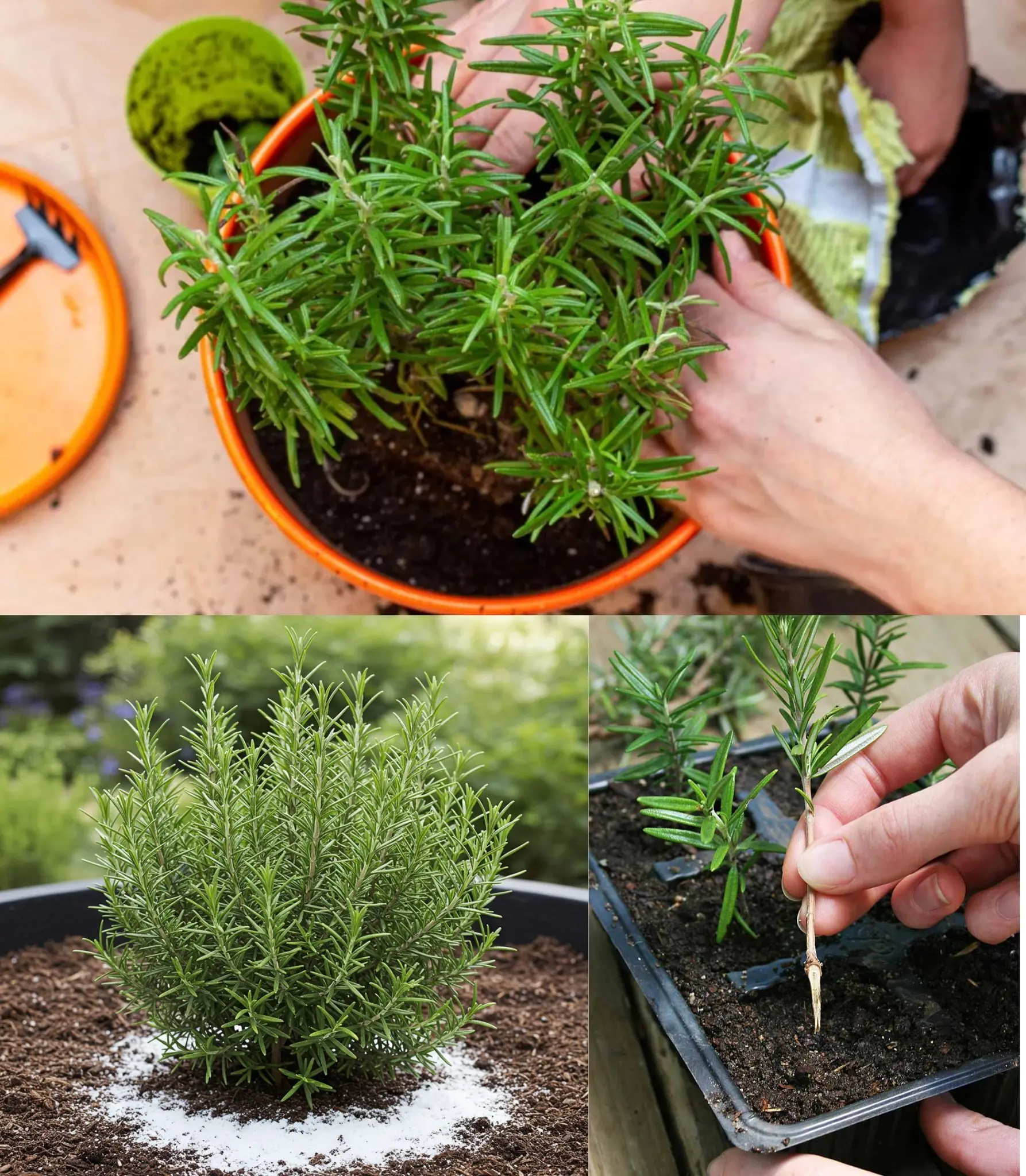Rosemary Never Dries Again – Here’s the Gardener’s Trick!