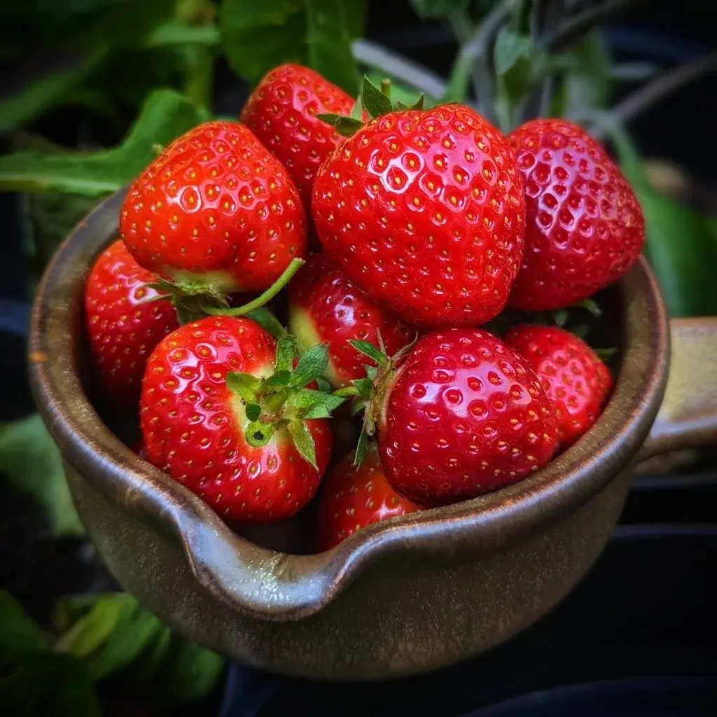 How To Grow Strawberries From Seed