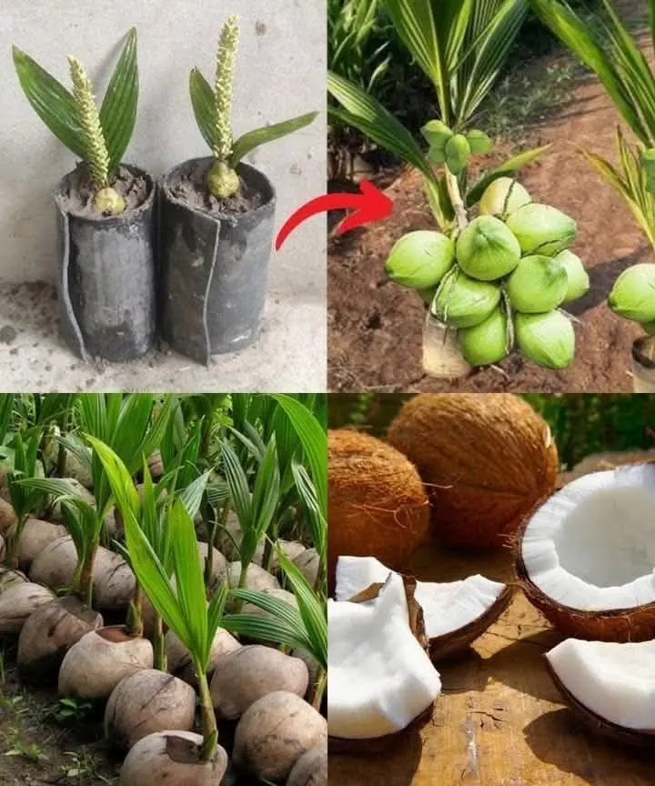 How To Grow Coconut Tree From Coconut Fruit