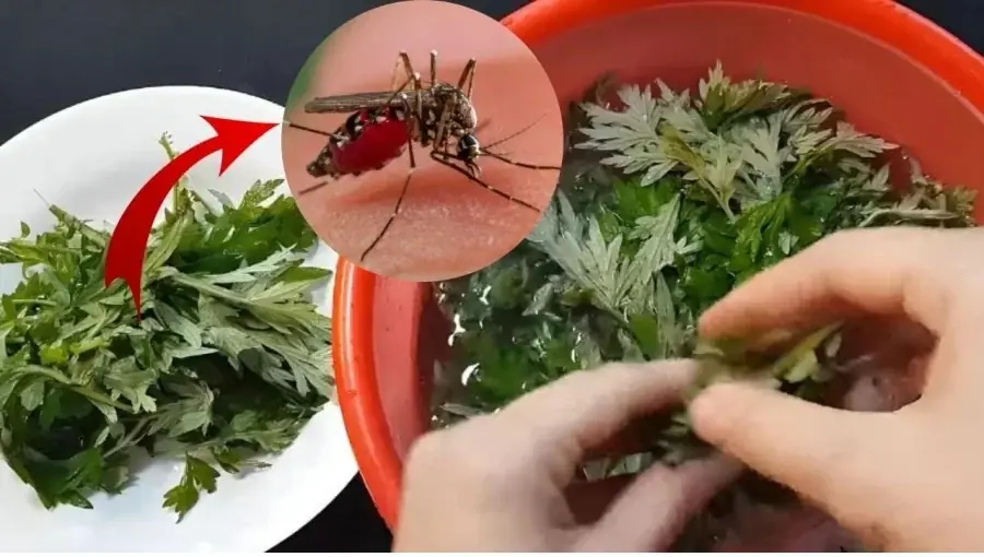 No Need for Sprays or Mosquito Nets: Just Place This Herb in Your Room and Mosquitoes Will Flee