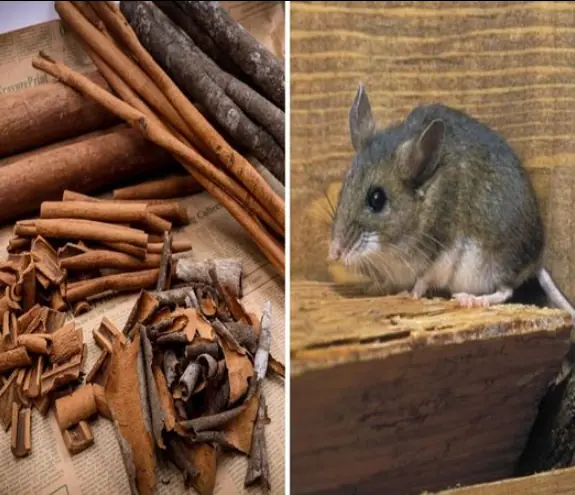 Put them in your home and mice will run away