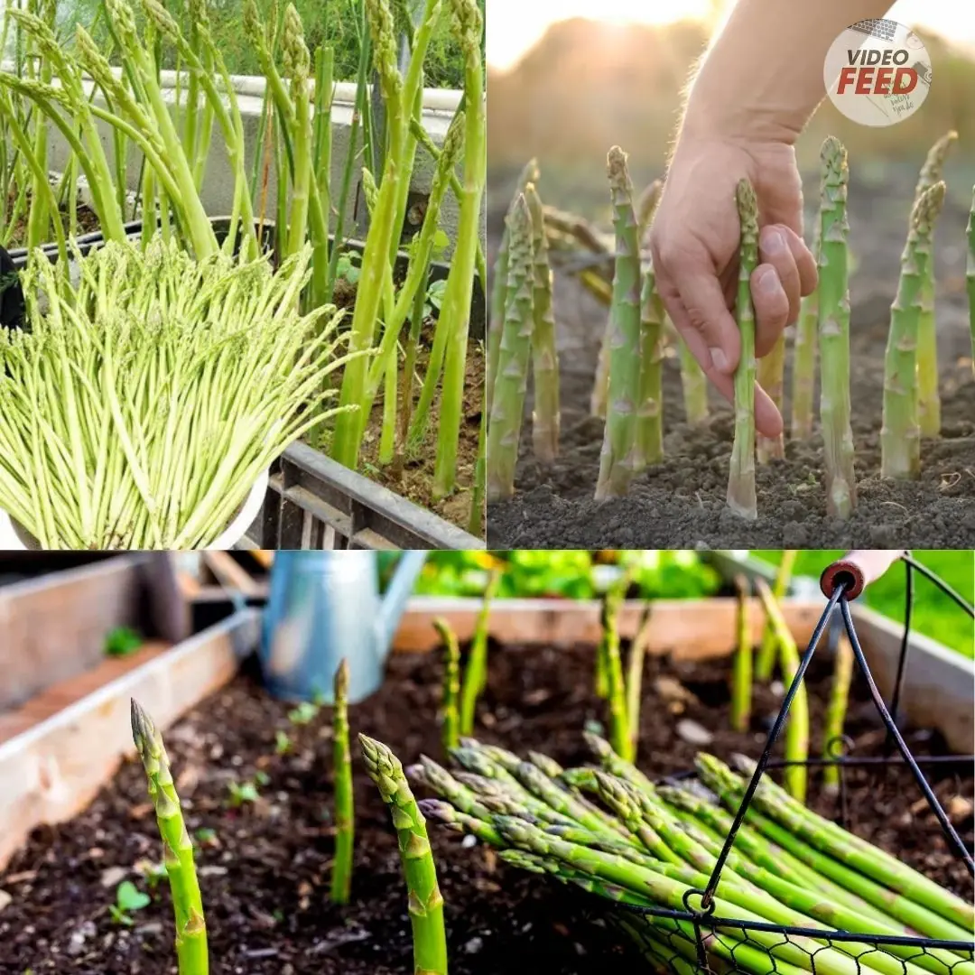 Grow Your Own Asparagus Plants