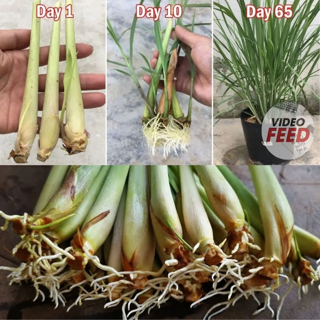 Secrets to growing lemongrass at home – easy to do, suitable for beginners