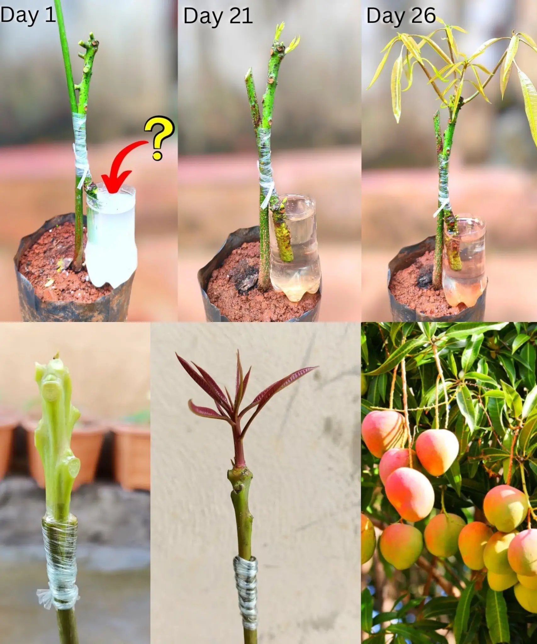 How to Plant a Mango Seed and Successfully Grow
