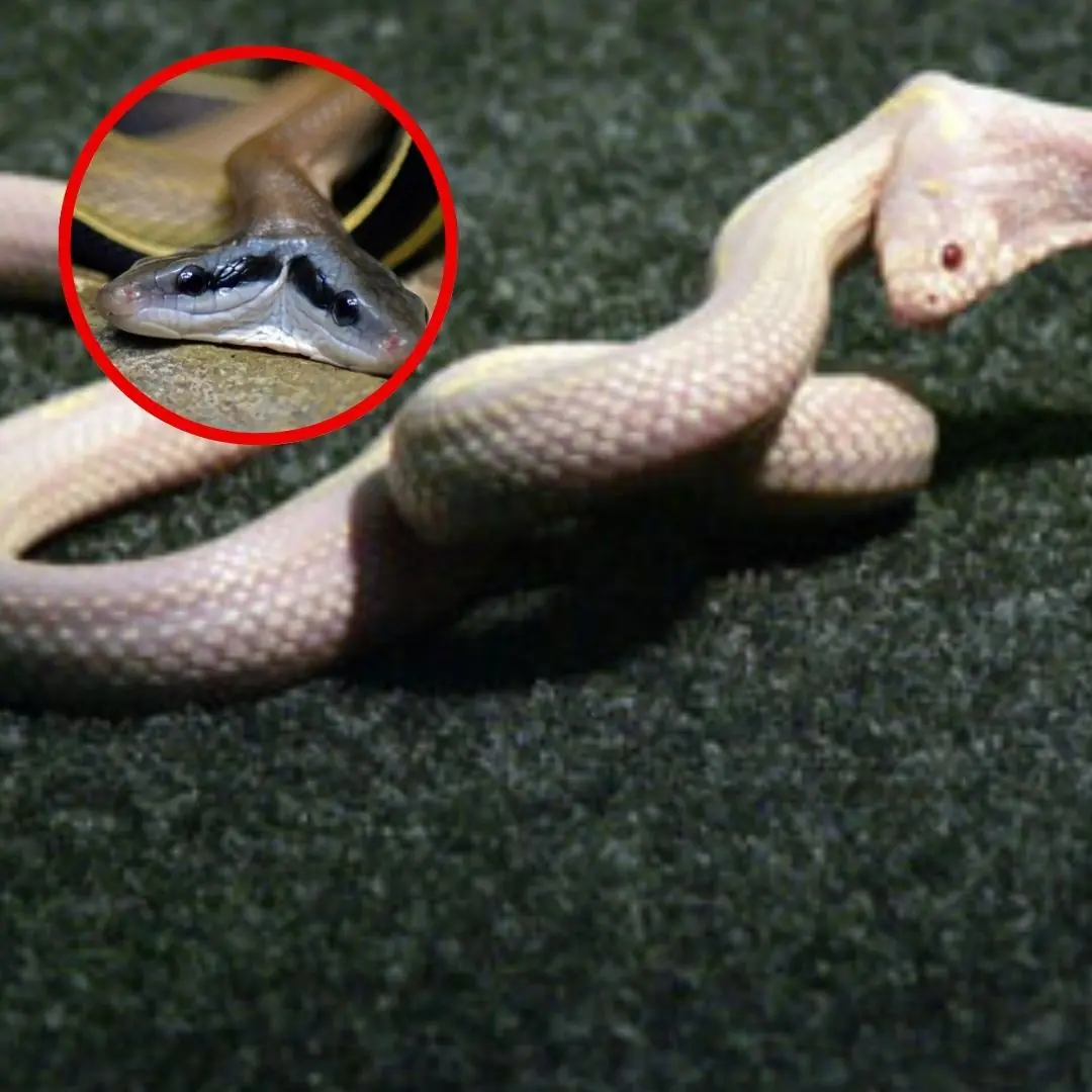 Are two-headed snakes real? Why does this phenomenon occur?